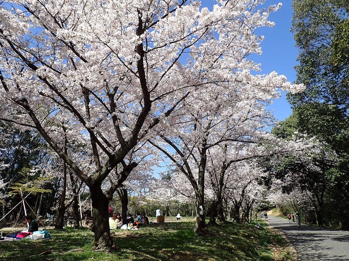 🌳 핫토리 녹지(핫토리 료쿠치 코엔) 이미지 5